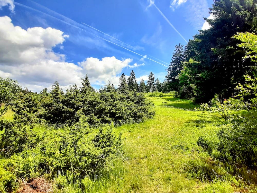 Ahornwies Juniper Heath with common juniper shrubs in the Bavarian Forest near Sankt Englmar, Lower Bavaria