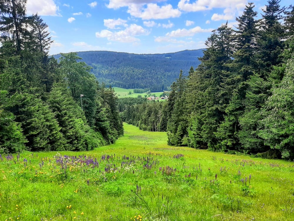 Forested hills, wildflower meadows, and valleys in the Bavarian Forest near Sankt Englmar, Lower Bavaria