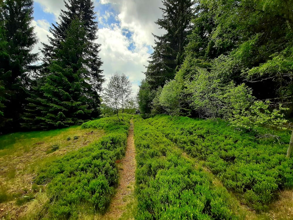 A narrow hiking trail cutting through a lush green field of low bushes and moss, flanked by tall pine trees under a cloudy sky in the Bohemian Forest