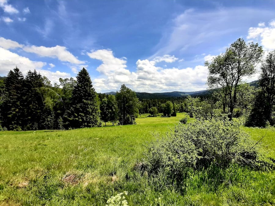 Sunlit meadow bordered by spruce forest and rolling hills beneath a dramatic sky in the Šumava region of the Czech Republic