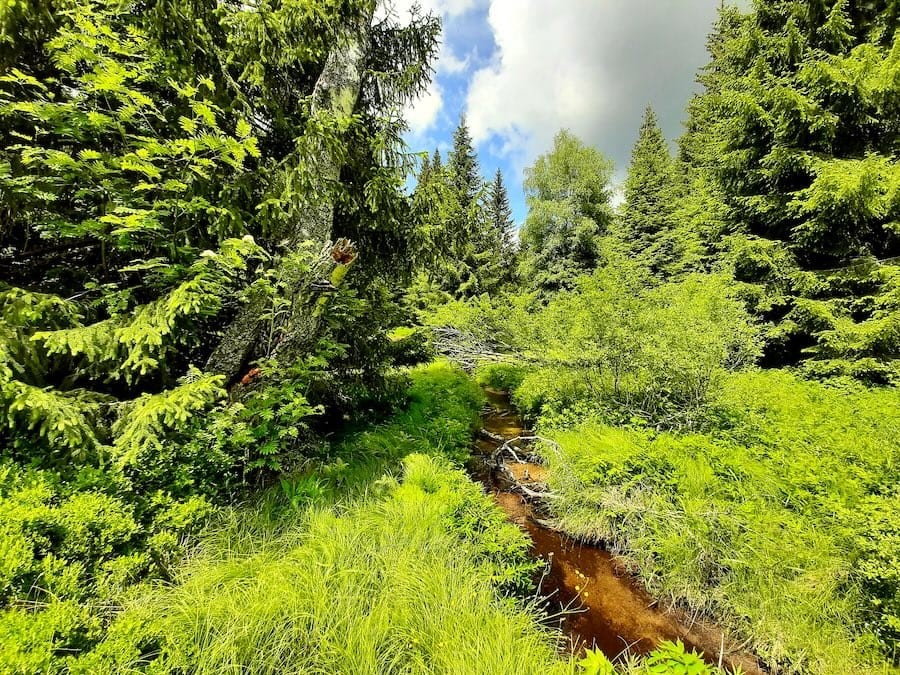 Small forest stream flowing through lush green vegetation in Šumava National Park, Czech Republic