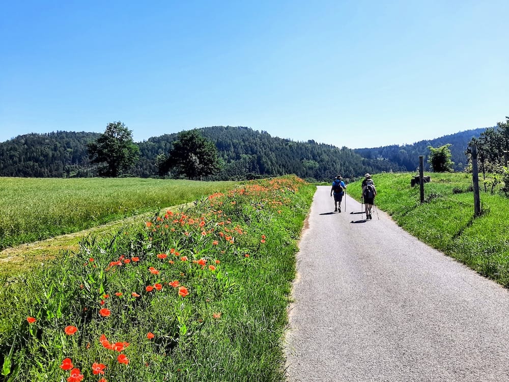 Two hikers with walking poles seen from behind, walking away down a narrow paved country lane as it winds through rolling green fields and leads toward the forested hills of the Blatná Uplands under a clear blue sky