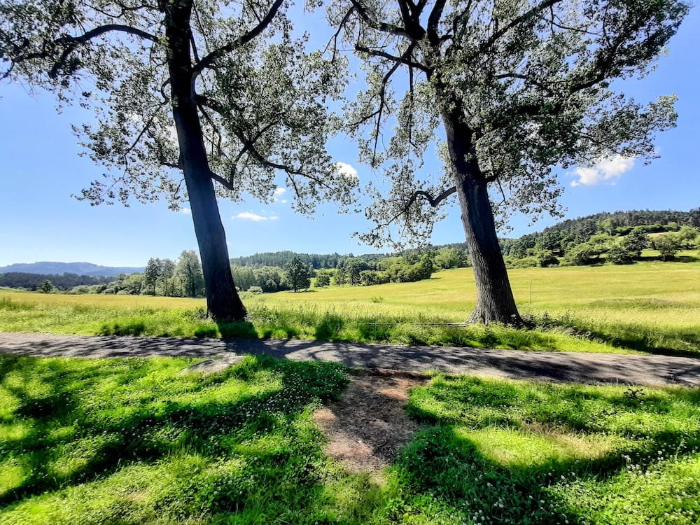 innviertel-rural-landscape-upper-austria Two large trees framing a narrow asphalt country lane that runs through the sunny fields and rolling meadows of the Innviertel region in Upper Austria