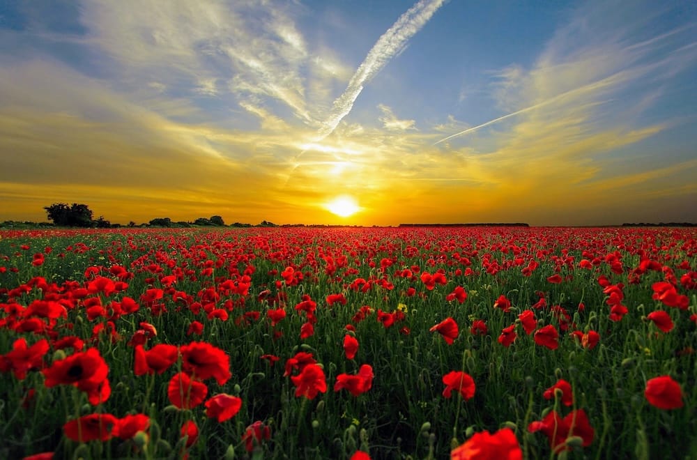 A vast field of vibrant red wild poppies stretching to the horizon under a golden summer sunset sky in the South Bohemian countryside